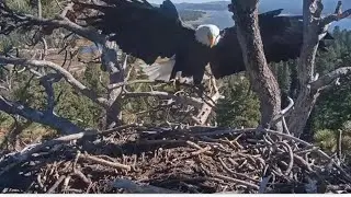 Jackie Brings A Stick To The Nest & Branch Manager Shadow Moves It! 😂 Big Bear @FOBBVCAM 11.13.25