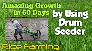Rice Farming: Amazing Growth in 60 Days of Paddy Plants by Using Drum Paddy Seeder Machine