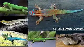 All Day Gecko Species / Types of day Gecko / day lizards / lizard species / Gecko species