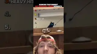 Ranking The Funniest Cat Breaking Things Moments