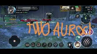 Level Up 50! The wolf