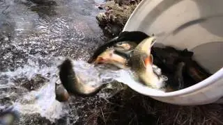 Trout stocking for the 2016 Pennsylvania season