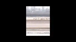 33 endangered great bustards spotted in Ningxia
