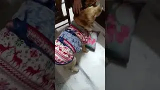 Joey Emotional Bonding With Dadi ; excited to meet her  #cutedogs #doglover
