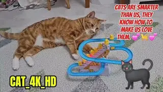 Cats are smarter than us, they know how to make us love them. 💕🐈💕