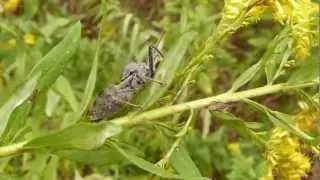 Wheel bug with bee and Tree Hopper
