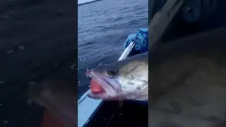 Судак соблазнился на розовый Commander Shad 16см Narval #shorts #рыбалка#fishing#рыбалкасгидом#судак