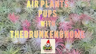 How to Remove Pups from your Air Plants