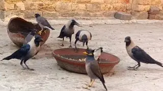 Crow Family Breakfast | Winter Morning 2025 &ndash; Calm Nature Sounds#crows 