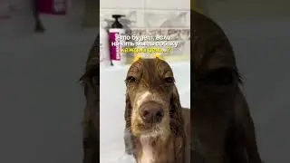 Мойте аккуратно😁 Шампунь эксперсс-линька wb: 500356639
