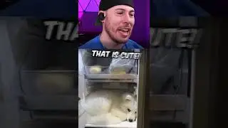 Pet Cuteness Overload