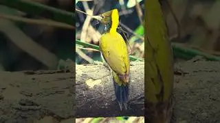 Meet the Vibrant Yellow-headed Woodpecker! 🌳🪵 #birdwatching  #naturelover #shorts #viral #viralvideo