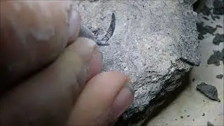 Fossil Preparation Pterosaur tooth Dorygnathus banthensis