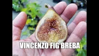 Figs. Review of the Vincenzo Fig breba 2017