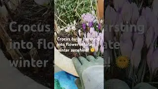 Crocus busting into flower in late winter in pots, experiment with new mulches #gardening #success