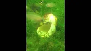 Young Neolamprologus Multifasciatus