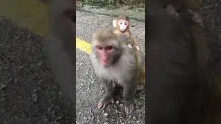 Monkey family dynamics & social bonds 🍀 #monkey #funny