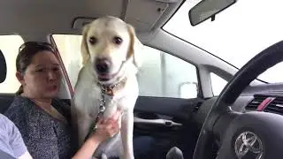 Banjo The White Labrador - First Car Wash