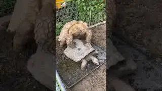 Tortoise mating sound