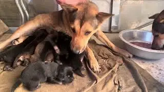 A Warm Pot of Porridge for Two Mother Dogs and Their Puppies