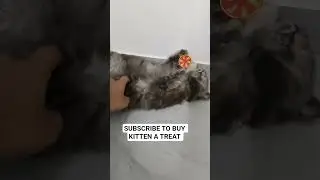 Cute Kitten Loves Chewing 😁🐈 #shrots #funny #cat #birdtrend