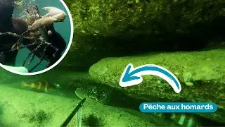 Ce spot est plein de homards ! Chasse sous-marine Bretagne sud
