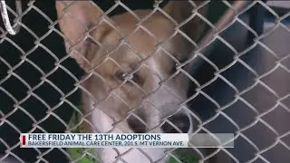 Bakersfield Animal Care Center to waive adoption fees on Friday the 13th