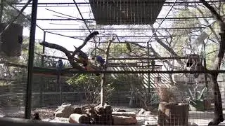 Zoológico de Córdoba