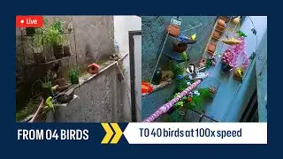 time lapse of my birds | journey of 4 birds to 40 now #birdasmr