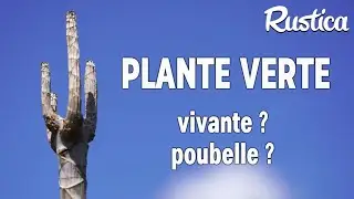 Ressusciter une plante verte