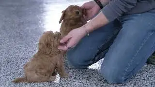 Andrew Hershberger's Cavapoo Puppies