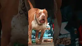 ABKC Champs | Athletic American Bullies