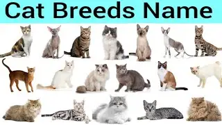 Cat breeds name || Different types of cat  breeds name in English || cat breeds vocabulary for kids.
