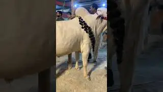 bhatta mandi i 15#youtube #viral #foryou