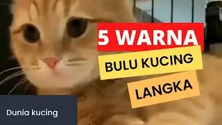 5 WARNA BULU KUCING YANG TERGOLONG LANGKA DI DUNIA