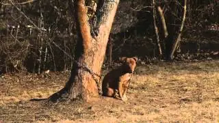 EXCLUSIVE VIDEO: Metro Animal Control Rescues Helpless Pet from Bitter Cold