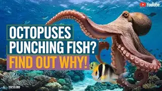 Octopuses Punching Fish? The Wild Truth Revealed!