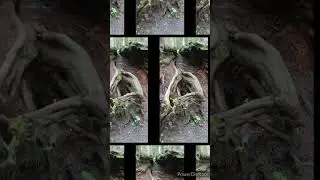 Ross Creek Cedars