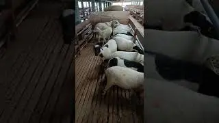 Breeding Domba Garut Dengan Sistem Koloni