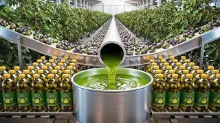 Inside a Modern Olive Oil Factory: How Premium Olive Oil Is Really Made (Full Process)
