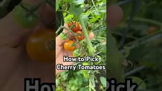 Cherry Tomato Harvest Tips #gardening #tomatoplants #tomatoes #growyourownfood #growvegetables