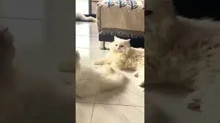 Cats Fighting Like Humans 😂 | Funny Cat Fight Video #cat #cats