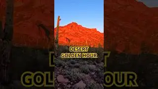 Desert Golden Hour