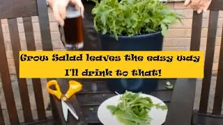 How to grow mixed 'cut and come' salad leaves the easy way using a seed mat. I'll drink to that!