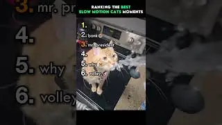 Ranking The Best Slow Motion Cats Moments Pt.2