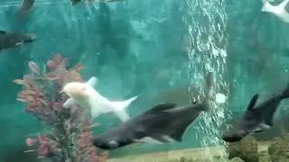 Fish, Aquarium Relaxing music, Lucknow Zoo, paryatan, Historical places, Soothing music, Peac, Calm