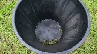 Harvesting lemon balm or lemon mint seeds
