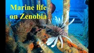 Marine life on Zenobia
