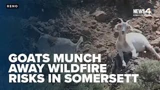 No kidding! Goats on the job to munch away wildfire risks in Somersett hills