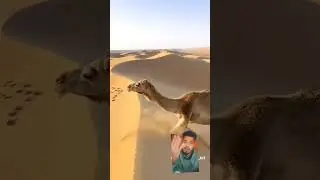 NEW NAAT #music #naatsatus #camel #newlslamic #automobile #animals #desert #beautiful #comingsoon